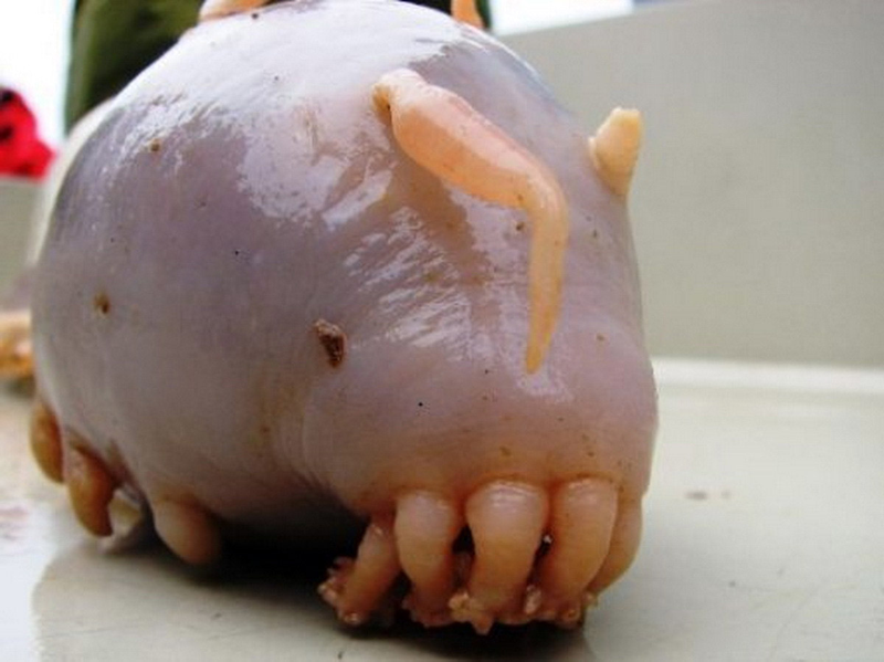 Illustration for article titled 12 More Real Animals We Can’t Believe Aren't Pokémon
